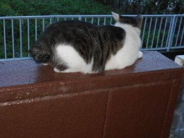 8月21日（32）仮