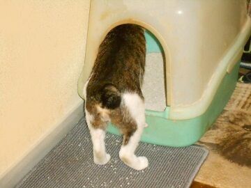 6月20日（22）仮