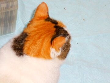 11月22日（11）仮