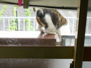 11月24日（9）仮