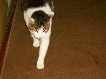 11月22日（22）仮