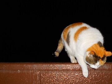 3月24日（22）仮