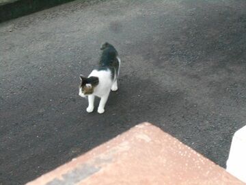 7月31日（77）仮