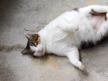 11月13日（22）仮