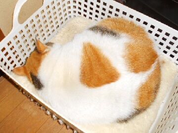 1月21日(49)仮