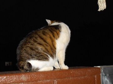 3月17日（34）仮