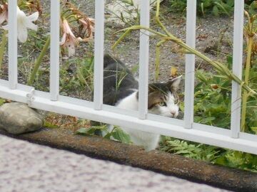 8月24日（42）仮