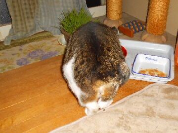 3月24日（20）仮