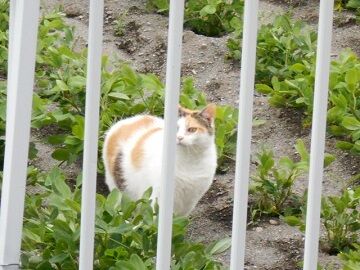 6月29日（91）仮