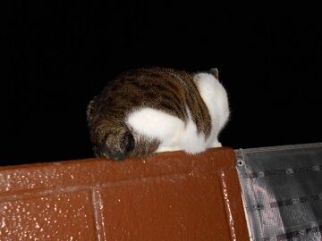 11月18日（3）仮