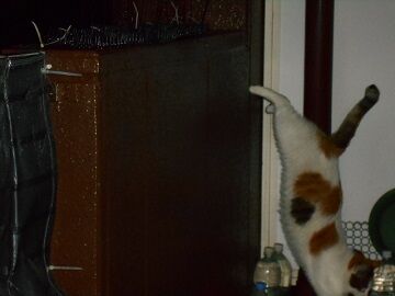 9月3日（18-11）仮