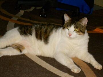 5月18日（110）仮