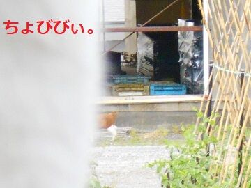 5月18日（99）仮