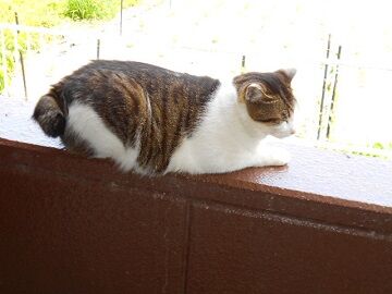 5月22日（52）仮