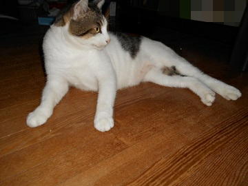 8月17日（12）仮