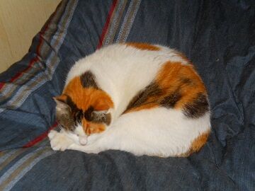 1月30日（15）仮