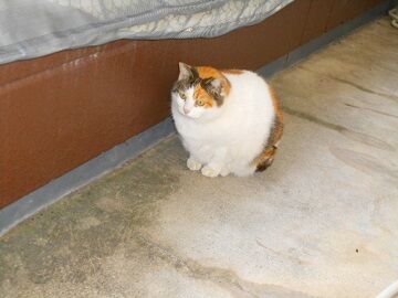 2月10日（30）仮