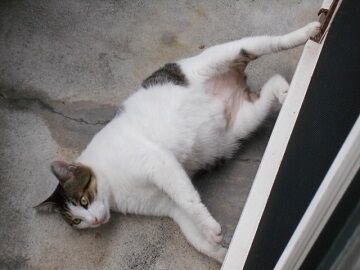 8月17日（13）仮