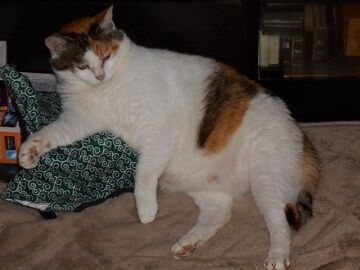 7月20日（41）仮