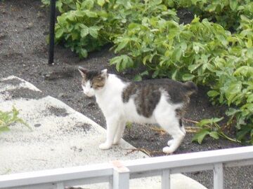 7月14日（10）仮