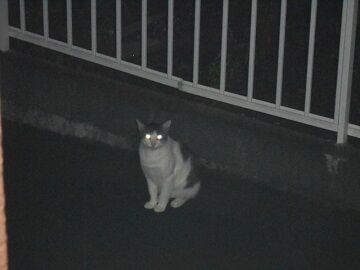 7月13日（54）仮