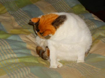 12月5日（26）仮