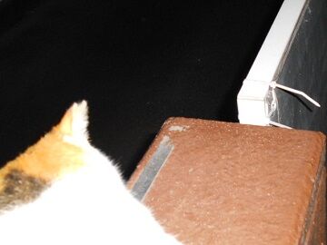 5月10日（49）仮