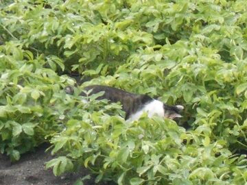 7月14日（17）仮