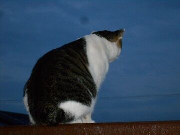 10月1日（5-8）仮