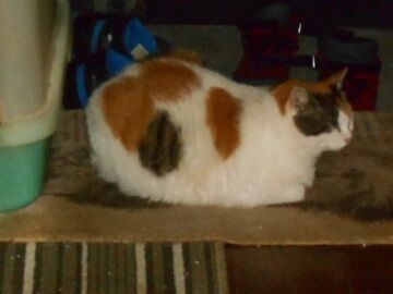 6月29日（46）仮