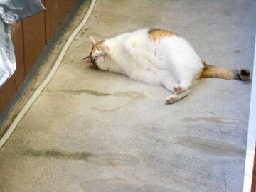 11月6日（18）仮