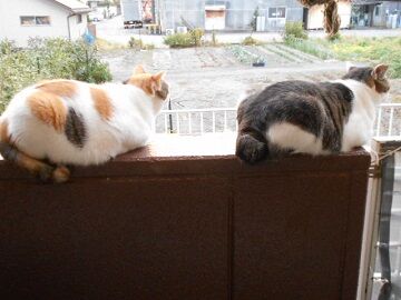 10月2日（28）仮