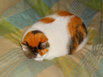 11月30日（13）仮