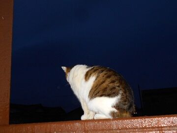 4月12日（27）仮