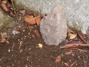 9月22日（11-5）仮