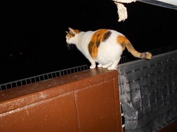 12月31日（29）仮