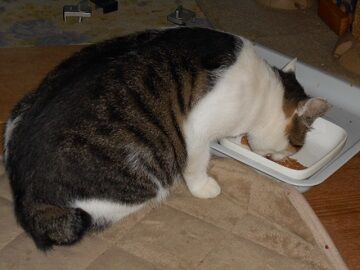 9月16日（5-4）仮