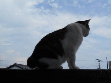 7月20日（35）仮