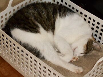 6月29日（45）仮