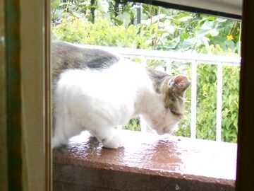 6月24日（15）仮