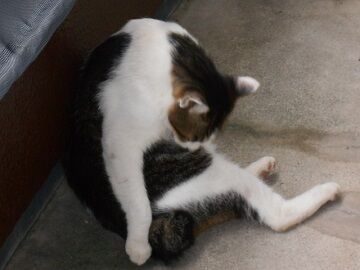 8月14日（33）仮