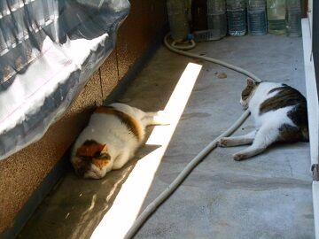 5月29日（15）仮