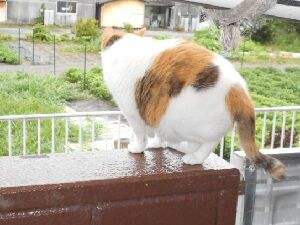 7月22日（20）仮