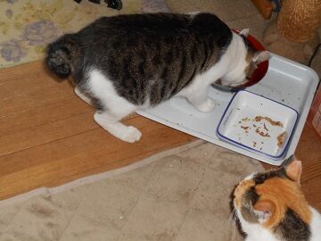 8月27日（12）仮