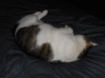 9月21日（8-1）仮