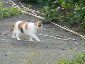 9月14日（6-8）仮