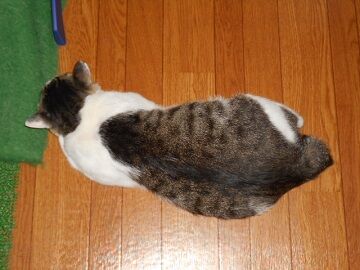 7月19日（36）仮