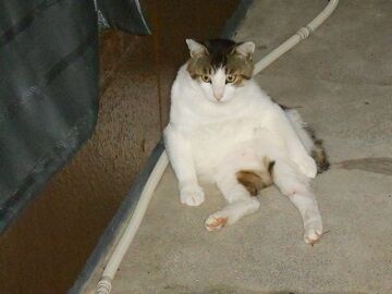 6月13日（70）仮