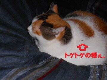 10月12日（5-6）仮