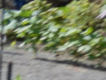 7月10日（29）仮